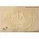 Applique double Bed Sheet ~ 11 ( 90 X 108 inch)