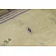 मलय ✽ Handloom Cotton Zari Saree With Buti ✽ 7