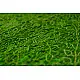shop online gajji silk bandhni parrot green saree