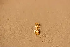 Ottone ✡ Earring ✡ Fossil Stud - 1 ✡ 18