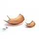 Ginkgo Leaf Platter - Copper 