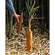 shop Handcrafted Vase - Teak Wood ( Set of Two)