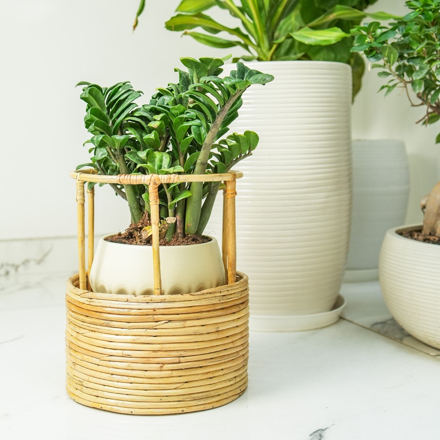 shop Tikli Half 'n' Half Planter Pot