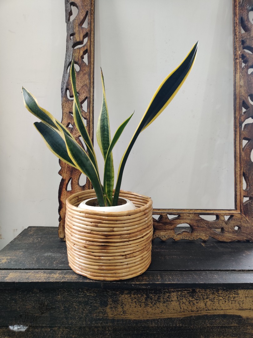 shop Cane Wood - Designer Handmade Coiled Planter