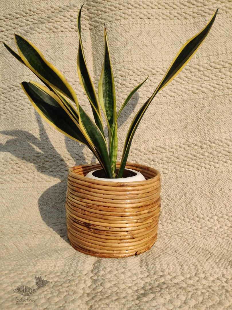 shop Cane Wood - Designer Handmade Coiled Planter